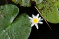 Nymphaea alba